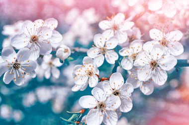 Çiçek açması şube elma.