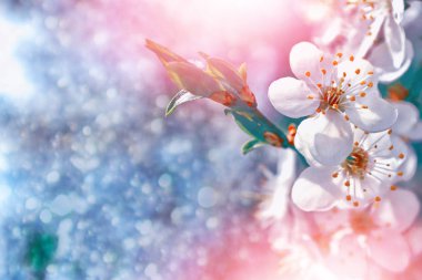 Çiçek açması şube elma.