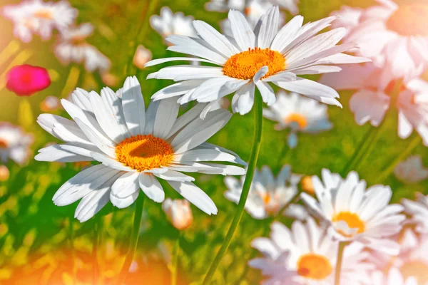 Flores de margarita blanca brillante sobre un fondo de la landsca de verano —  Fotos de Stock