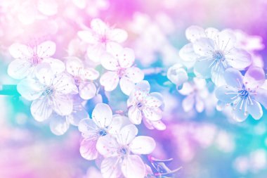 Çiçek açması şube elma