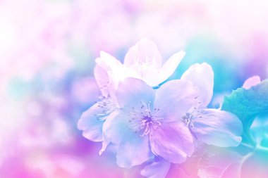 Yasemin şube hassas bahar çiçekleri beyaz