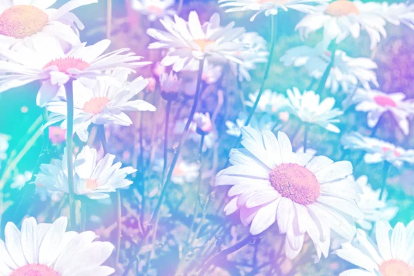 Bílé květy světlé daisy na pozadí landsca letní — Stock fotografie