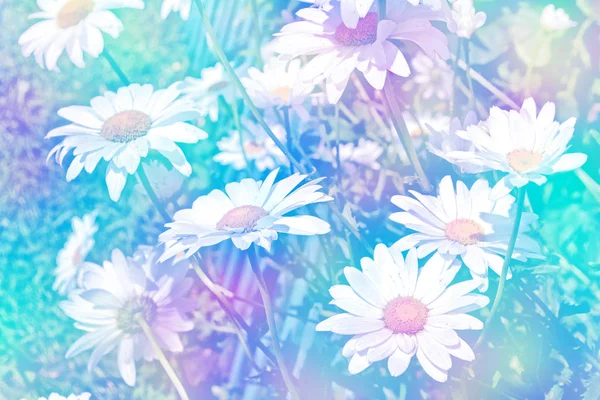 Parlak papatya çiçekler yaz landsca bir arka plan üzerinde beyaz — Stok fotoğraf