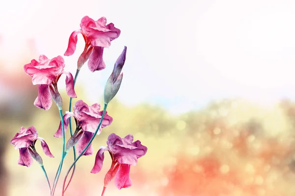 Iris van heldere kleurrijke bloemen op een achtergrond van het voorjaar landt — Stockfoto