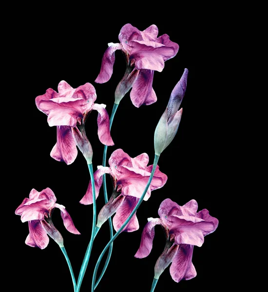 黒の背景に分離された春花アイリス. — ストック写真