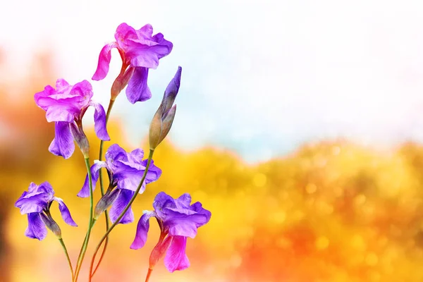 Iris van heldere kleurrijke bloemen op een achtergrond van het voorjaar landt — Stockfoto