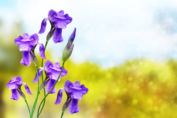 Iris van heldere kleurrijke bloemen op een achtergrond van het voorjaar landt — Stockfoto