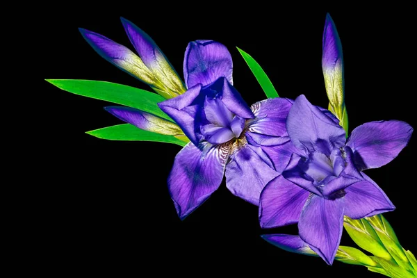 Frühlingsblumen Iris isoliert auf schwarzem Hintergrund. — Stockfoto