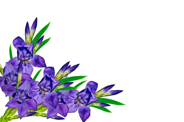 Primavera fiori iris isolato su sfondo bianco . — Foto Stock