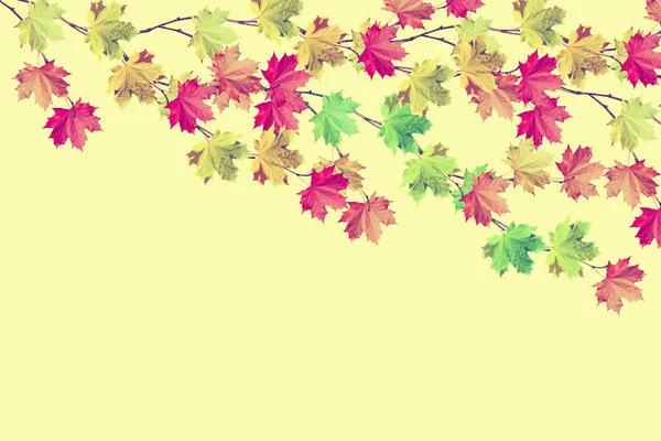 分支明亮色彩鲜艳的秋叶。印度夏季. — 图库照片