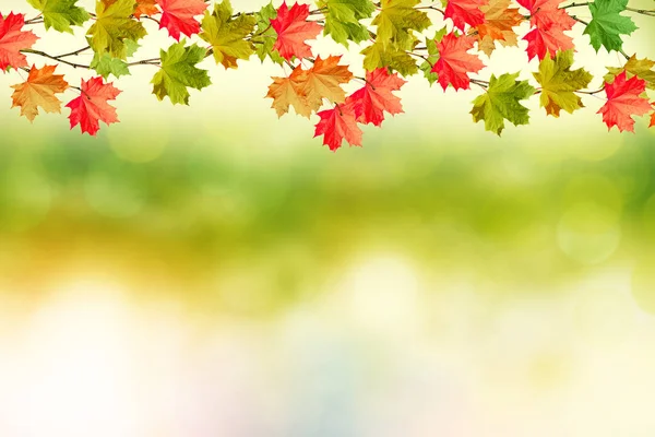 Rama de hojas de otoño de colores brillantes. Verano indio . — Foto de Stock