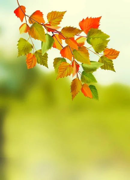 Şube parlak renkli sonbahar yaprakları. Pastırma yazı. — Stok fotoğraf