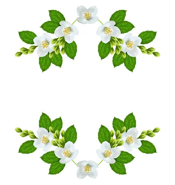 Branch of jasmine flowers isolated on white background — Stock Photo, Image