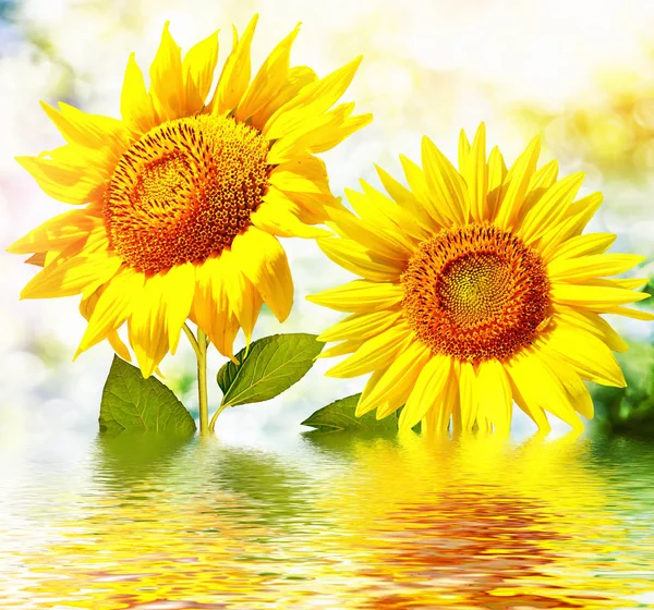 Beautiful sunflower field in summer. — Stock Photo, Image