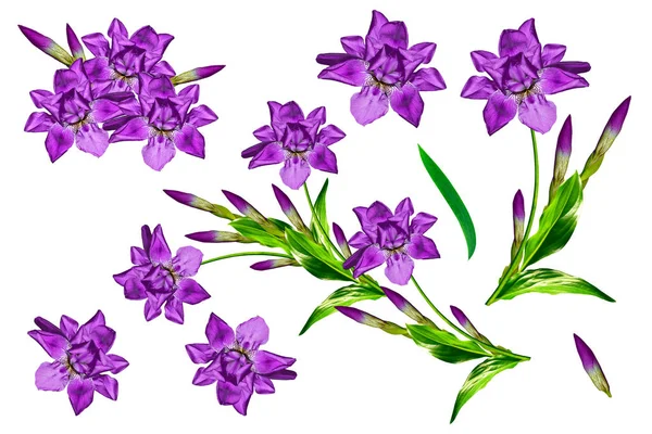 Flores de primavera iris aislado sobre fondo blanco . —  Fotos de Stock