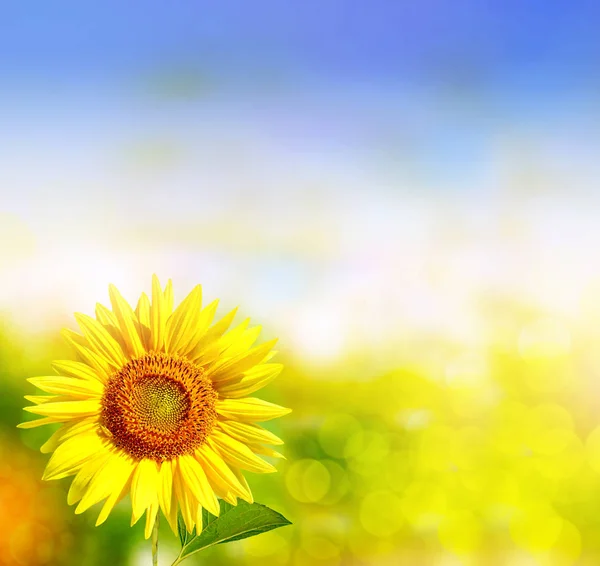Krásné slunečnice pole v létě. — Stock fotografie