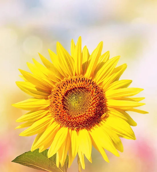 Bellissimo campo di girasole in estate . — Foto Stock