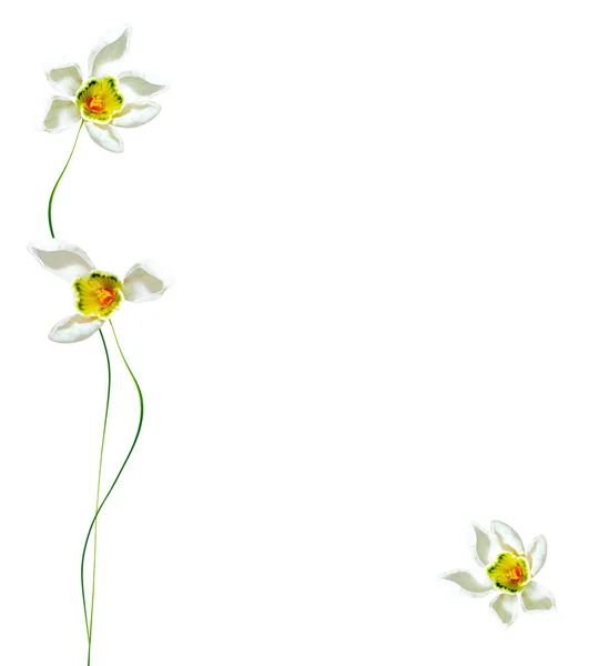 Frühling Blumen Schneeglöckchen isoliert auf weißem Hintergrund. — Stockfoto