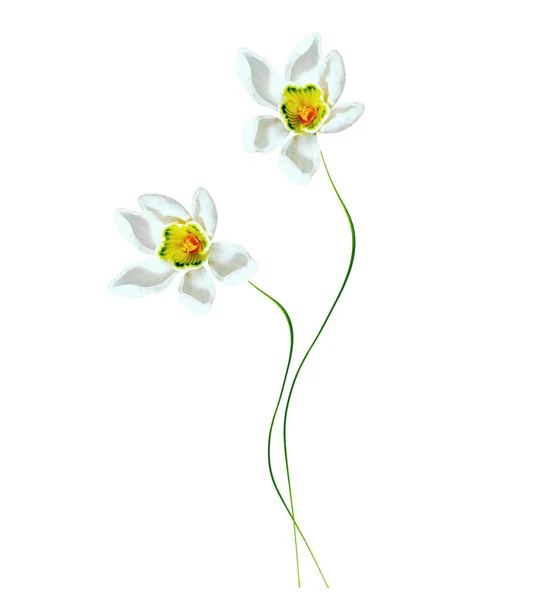 春天的花朵孤立的白色背景上的雪莲花. — 图库照片