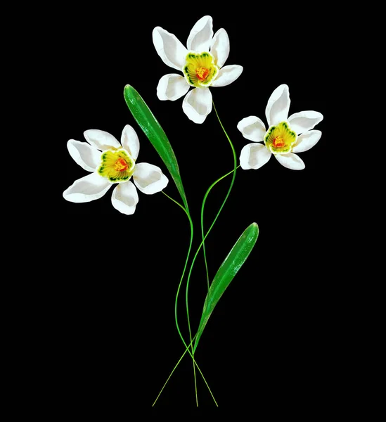 Spring flowers snowdrops isolated on black background. — Stock Photo, Image