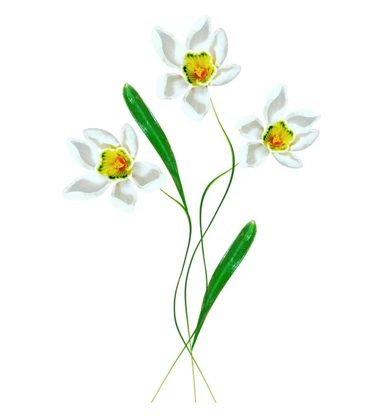 Spring flowers snowdrops isolated on white background. — Stock Photo, Image