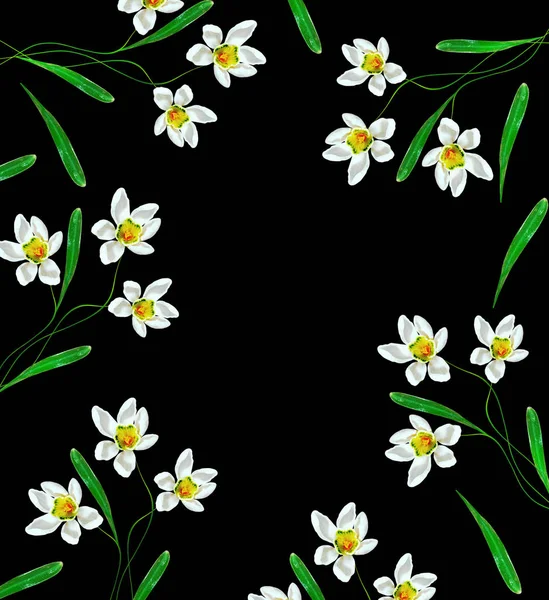 Spring flowers snowdrops isolated on black background. — Stock Photo, Image