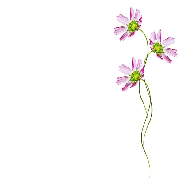 Sedmikrásky letní květina izolovaných na bílém pozadí. — Stock fotografie