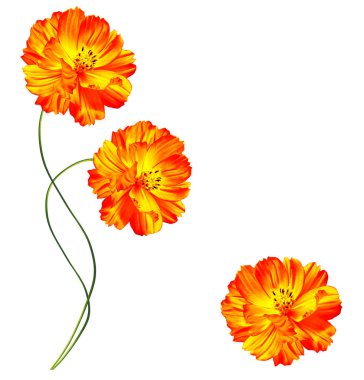 Beyaz arka plan üzerinde izole papatyalar yaz çiçek. 