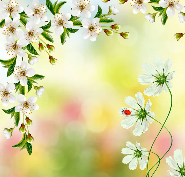 Ljusa färgglada vårblommor — Stockfoto