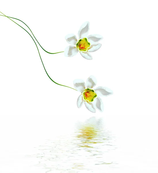 Bahar beyaz zemin üzerine izole kardelen çiçek. — Stok fotoğraf
