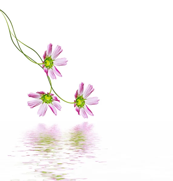 Daisies summer flower isolated on white background. — Stock Photo, Image