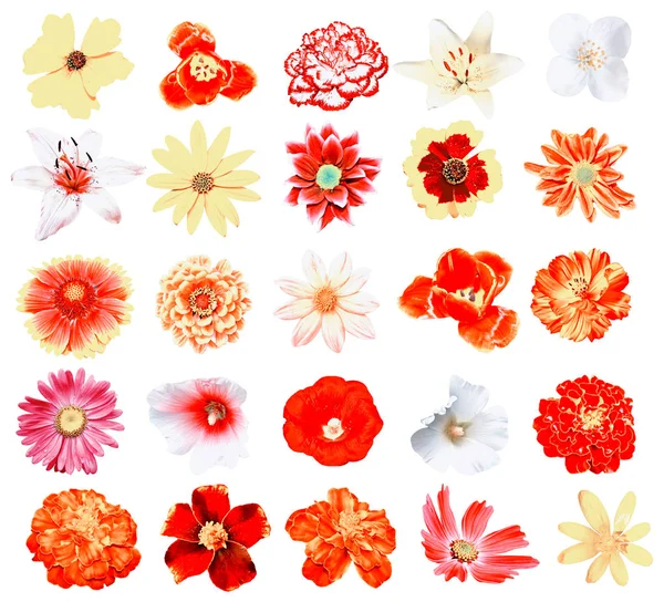 Färgglada ljusa blommor isolerad på vit bakgrund — Stockfoto