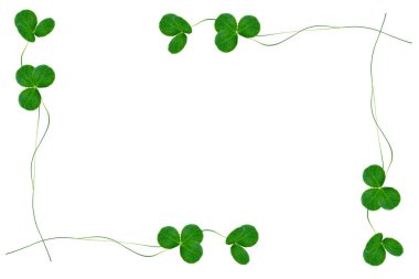 Yeşil yonca izole üzerinde beyaz arka plan bırakır. St.Patrick'ın 