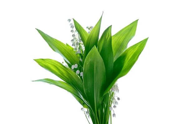 The branch of lilies of the valley flowers isolated on white bac — Stock Photo, Image