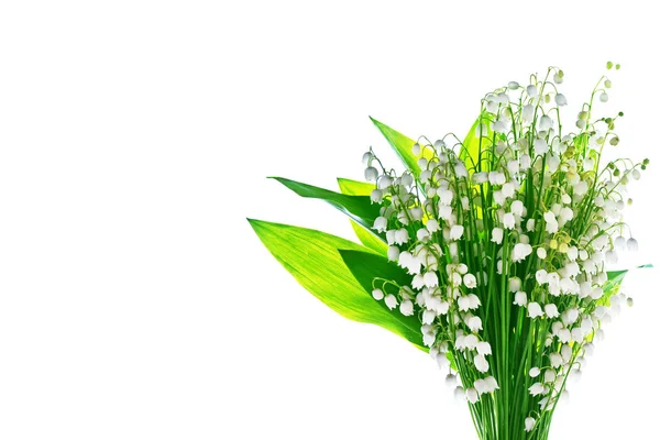 lilyum beyaz bac izole Vadisi çiçek şube