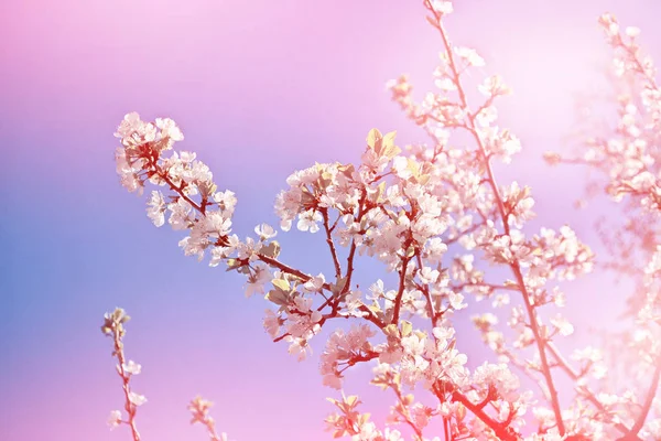 꽃이 만발한 분기 애플. — 스톡 사진