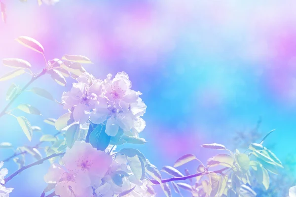 꽃이 만발한 분기 애플. — 스톡 사진