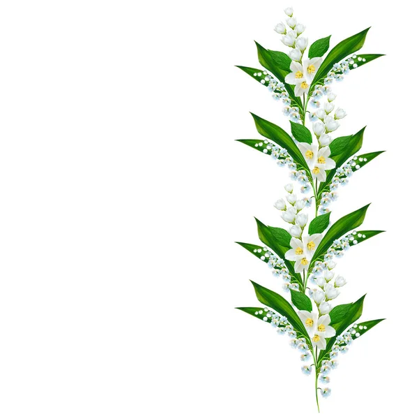 Oksa jasmiinin kukkia eristetty valkoisella taustalla — kuvapankkivalokuva