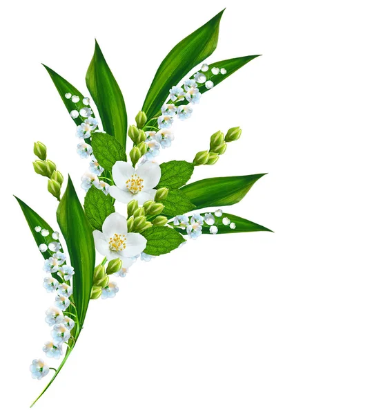 Branch of jasmine flowers isolated on white background — Stock Photo, Image