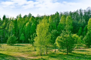 Parlak yeşil ağaçlar ve mavi gökyüzü ile manzara.