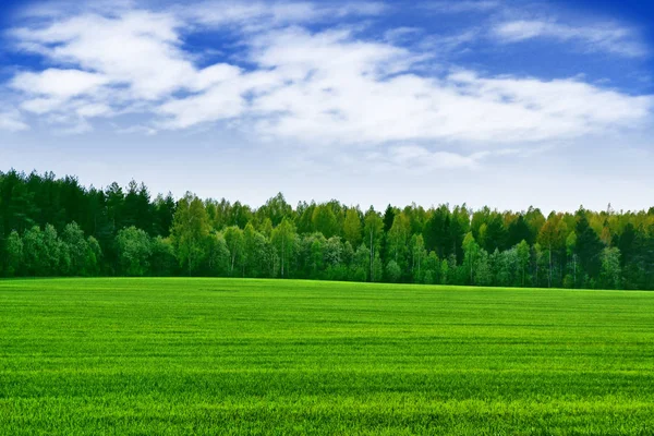 Krajina s jasně zelenými stromy a modrá obloha. — Stock fotografie