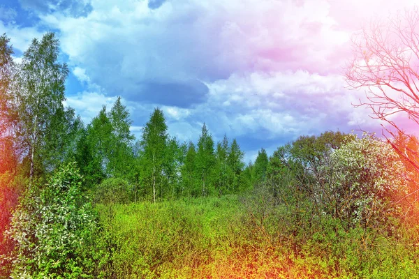 Parlak yeşil ağaçlar ve mavi gökyüzü ile manzara. — Stok fotoğraf