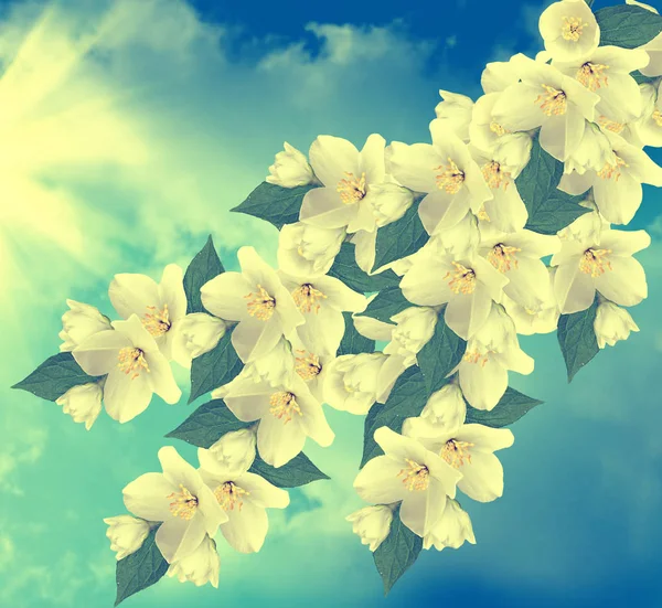화이트 재 스민 분기 섬세 한 봄 꽃 — 스톡 사진