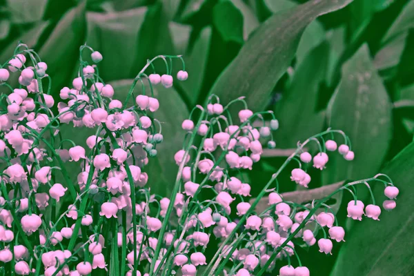 Frühlingslandschaft. Blühende Maiglöckchen — Stockfoto