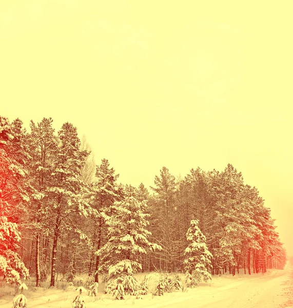 Floresta de inverno congelada com árvores cobertas de neve. — Fotografia de Stock