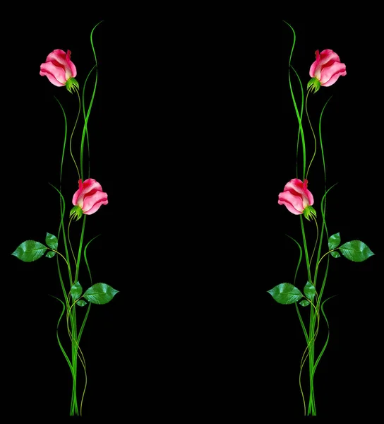 Цветочные почки из роз изолированы на черном фоне — стоковое фото