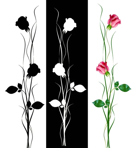 Квіткові бруньки троянд ізольовані на білому тлі — стокове фото