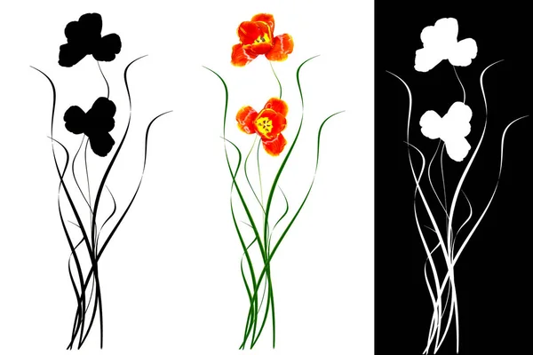 Весняні квіти тюльпани ізольовані на білому тлі . — стокове фото