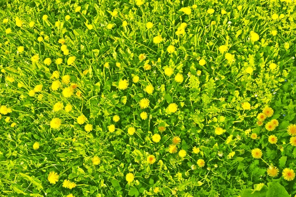 Fluffy dandelion flower against the background of the summer lan — Stock Photo, Image