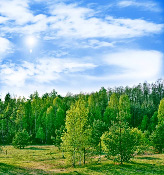 Paisaje con los árboles verdes brillantes y el cielo azul . — Foto de Stock